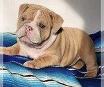 Puppy 3 Bulldog