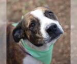 Small American Staffordshire Terrier Mix