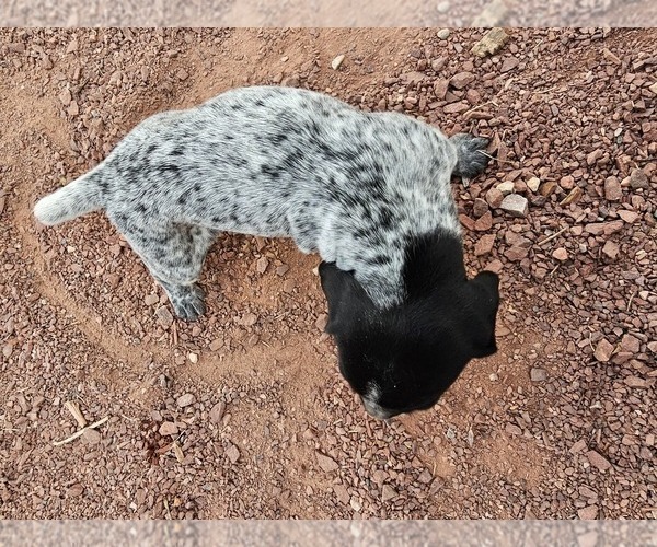 Medium Photo #90 German Shorthaired Pointer Puppy For Sale in EVANSVILLE, WY, USA