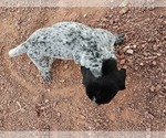 Small Photo #90 German Shorthaired Pointer Puppy For Sale in EVANSVILLE, WY, USA