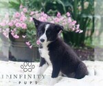 Small #2 Border Collie