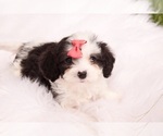 Small #1 Cavapoo
