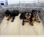 Small Photo #10 Yorkshire Terrier Puppy For Sale in HALLANDALE BEACH, FL, USA