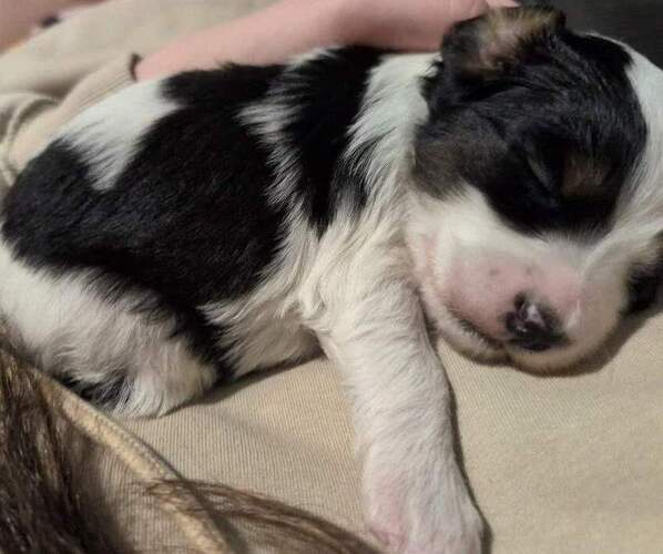 Medium Photo #1 Bernedoodle (Miniature) Puppy For Sale in LEETONIA, OH, USA