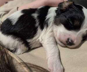 Bernedoodle (Miniature) Puppy for sale in LEETONIA, OH, USA