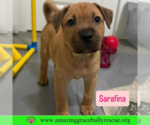 Small #1 Black Mouth Cur Mix