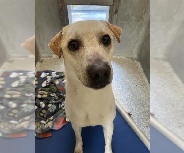 Medium Photo #2 Chinese Shar-Pei-Texas Heeler Mix Puppy For Sale in Lodi, CA, USA