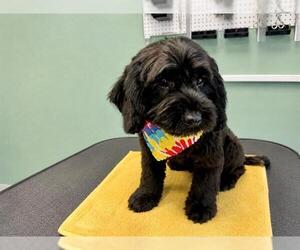 Poodle (Miniature)-Unknown Mix Dogs for adoption in Orange, CA, USA