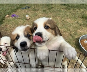 Great Bernese Puppy for sale in BALDWIN CITY, KS, USA
