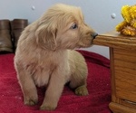 Puppy Moose Golden Retriever