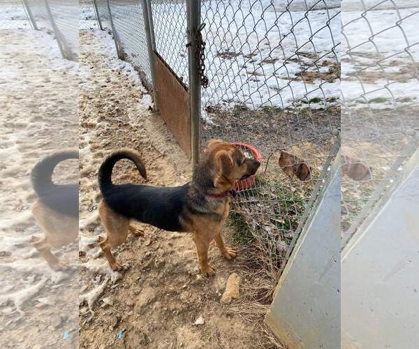 Medium Photo #6 German Shepherd Dog Puppy For Sale in Lewistown, PA, USA