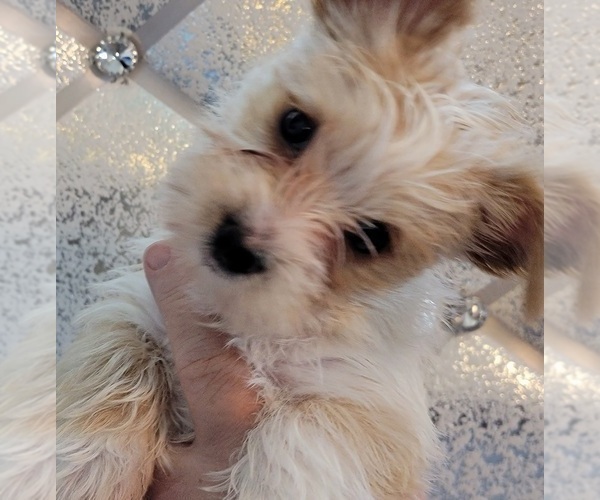 Full screen Photo #1 Pomeranian-Yoranian Mix Puppy For Sale in HUDDLESTON, VA, USA