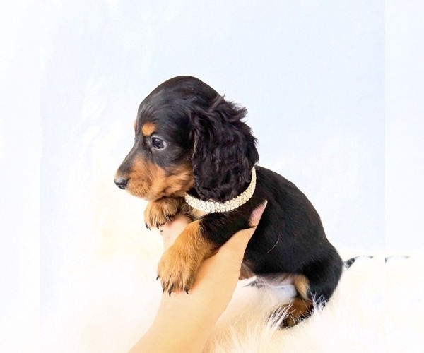 Medium Photo #10 Dachshund Puppy For Sale in DAVIS, CA, USA