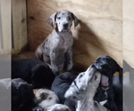Small Photo #25 Great Dane Puppy For Sale in PIERSON, MI, USA