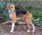 Small Photo #4 English Foxhound-Unknown Mix Puppy For Sale in Cary, NC, USA