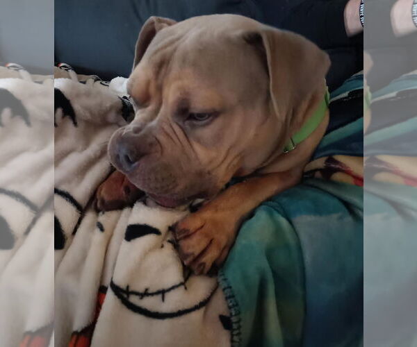 Medium Photo #3 American Staffordshire Terrier-Bulldog Mix Puppy For Sale in Princeton, MN, USA