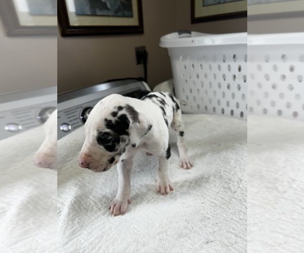 Medium Photo #1 Great Dane Puppy For Sale in GERMANSVILLE, PA, USA