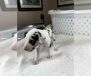 Great Dane Puppy for sale in GERMANSVILLE, PA, USA