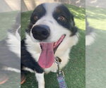 Small #1 Australian Shepherd Mix