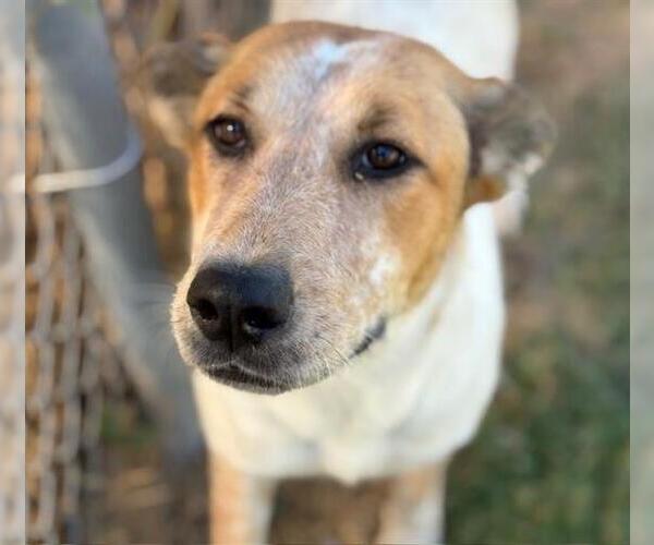 Medium Photo #1 Mutt Puppy For Sale in Tulsa, OK, USA
