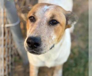 Mutt Dogs for adoption in Tulsa, OK, USA