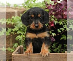 Dorkie Puppy for sale in ROBESONIA, PA, USA
