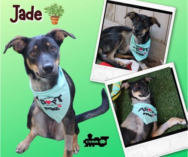 Medium Photo #1 Mutt Puppy For Sale in Lindsay, CA, USA