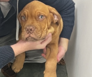 Dogue de Bordeaux Puppy for sale in STRATFORD, CT, USA