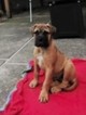 Small Photo #7 Bullmastiff Puppy For Sale in LIMERICK, PA, USA