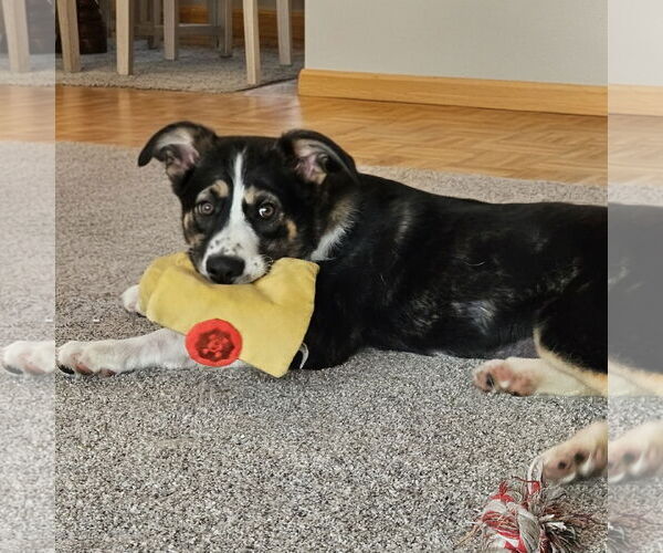 Medium Photo #4 Collie-Unknown Mix Puppy For Sale in Fargo, ND, USA
