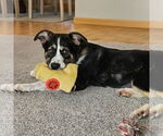 Small #3 Collie Mix