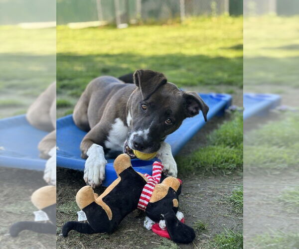 Medium Photo #15 Borador Puppy For Sale in Brewster, NY, USA