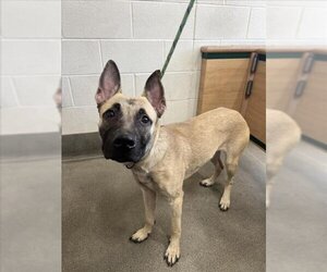German Shepherd Dog-Unknown Mix Dogs for adoption in Forestville, MD, USA