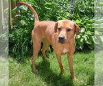 Small #10 Redbone Coonhound-Rhodesian Ridgeback Mix