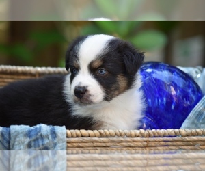 Australian Shepherd Puppy for sale in GROVETOWN, GA, USA