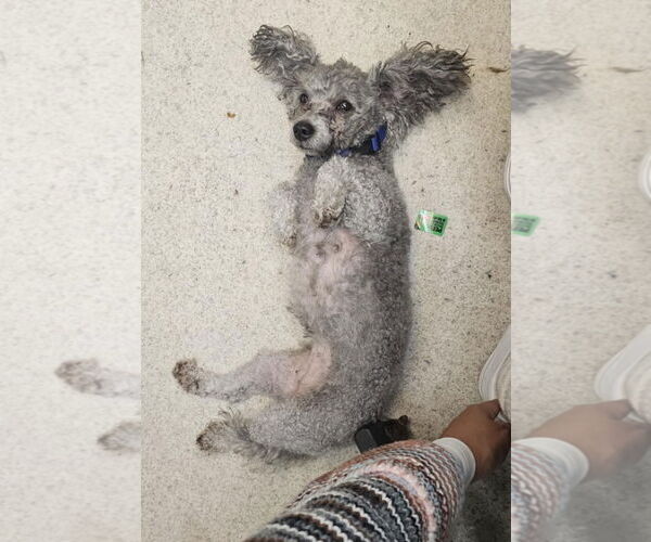 Medium Photo #3 Poodle (Miniature) Puppy For Sale in Oakhurst, NJ, USA