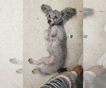 Small #2 Poodle (Miniature)