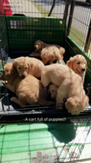 Golden Retriever Puppy for sale in SCOOBA, MS, USA