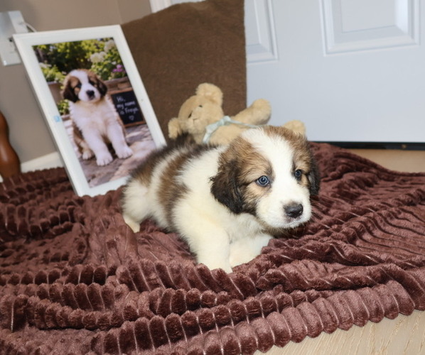 Medium Photo #91 Aussie Pyrenees Puppy For Sale in LEXINGTON, SC, USA