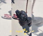 Small #1 American Staffordshire Terrier-Labrador Retriever Mix