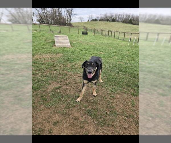Medium Photo #1 German Shepherd Dog-Unknown Mix Puppy For Sale in Westminster, MD, USA