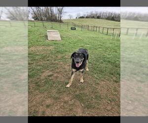 German Shepherd Dog-Unknown Mix Dogs for adoption in Westminster, MD, USA
