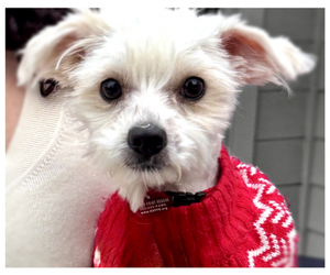 Maltese Dogs for adoption in Oakley, CA, USA