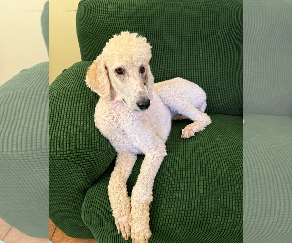 Medium Photo #2 Poodle (Standard)-Unknown Mix Puppy For Sale in Pacolet, SC, USA