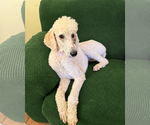 Small #1 Poodle (Standard) Mix