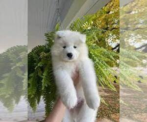 Samoyed Puppy for sale in KERMAN, CA, USA