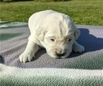 Small Photo #38 English Cream Golden Retriever Puppy For Sale in WOOSTER, OH, USA