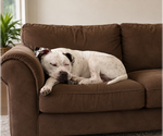 Small #1 American Pit Bull Terrier Mix