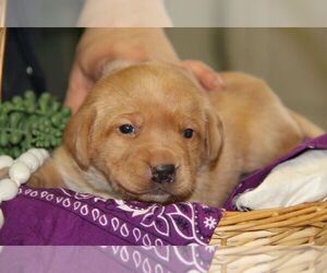 Labrador Retriever Puppy for sale in HYDE PARK, VT, USA