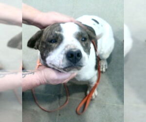 Mutt Dogs for adoption in Pampa, TX, USA